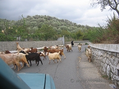 Albanska babicka z mrazika